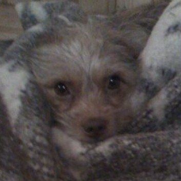 Das Bild zeigt den Hund eines unserer Kunden