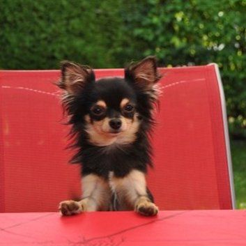 Das Bild zeigt den Hund eines unserer Kunden