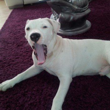 Das Bild zeigt den Hund eines unserer Kunden