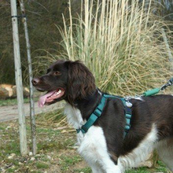 Das Bild zeigt den Hund eines unserer Kunden