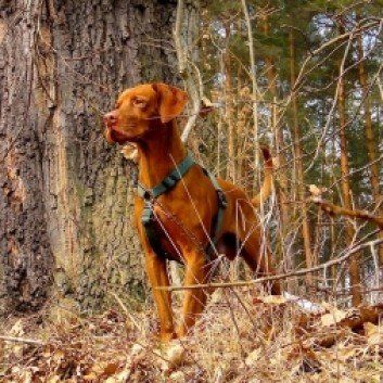 Das Bild zeigt den Hund eines unserer Kunden