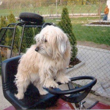 Das Bild zeigt den Hund eines unserer Kunden