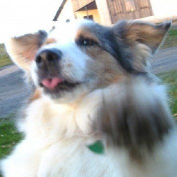 Das Bild zeigt den Hund eines unserer Kunden