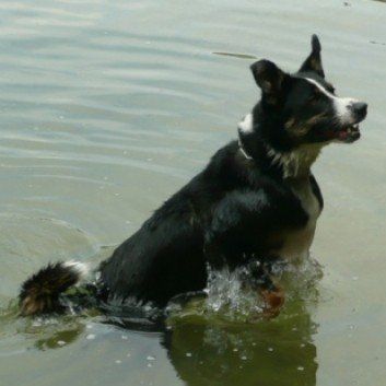 Das Bild zeigt den Hund eines unserer Kunden