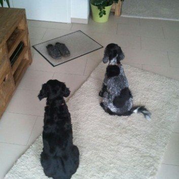 Das Bild zeigt den Hund eines unserer Kunden