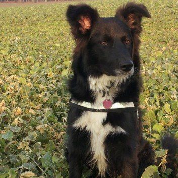 Das Bild zeigt den Hund eines unserer Kunden