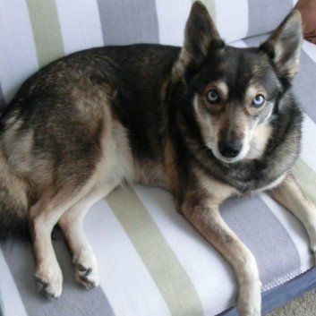 Das Bild zeigt den Hund eines unserer Kunden