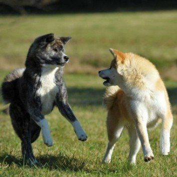 Das Bild zeigt den Hund eines unserer Kunden