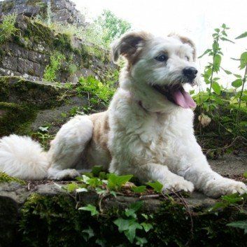 Das Bild zeigt den Hund eines unserer Kunden