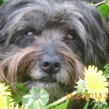 Das Bild zeigt den Hund eines unserer Kunden