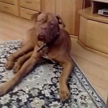 Das Bild zeigt den Hund eines unserer Kunden