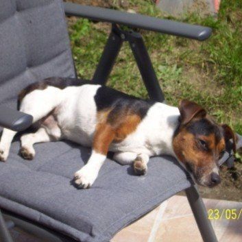 Das Bild zeigt den Hund eines unserer Kunden