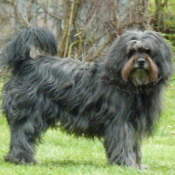 Das Bild zeigt den Hund eines unserer Kunden