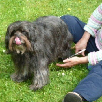 Das Bild zeigt den Hund eines unserer Kunden