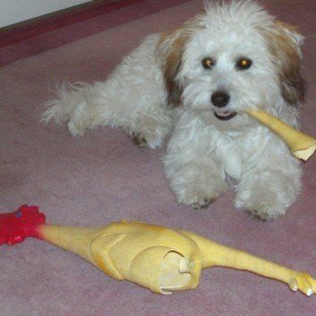 Das Bild zeigt den Hund eines unserer Kunden