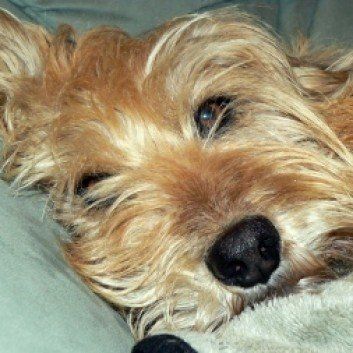 Das Bild zeigt den Hund eines unserer Kunden