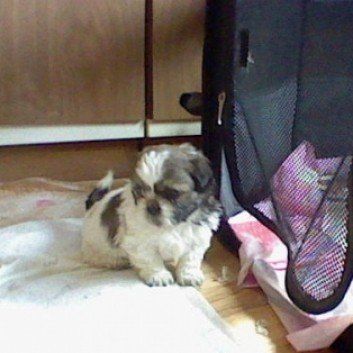 Das Bild zeigt den Hund eines unserer Kunden