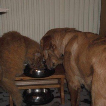 Das Bild zeigt den Hund eines unserer Kunden