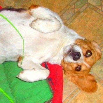 Das Bild zeigt den Hund eines unserer Kunden