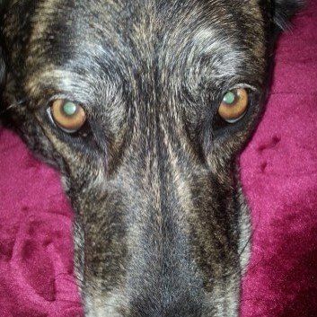 Das Bild zeigt den Hund eines unserer Kunden