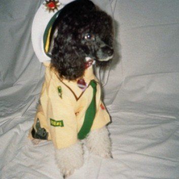 Das Bild zeigt den Hund eines unserer Kunden