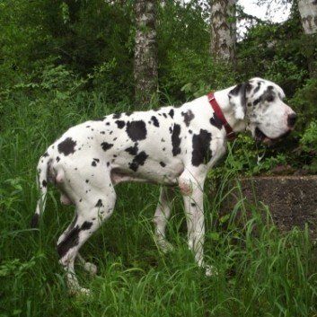 Das Bild zeigt den Hund eines unserer Kunden