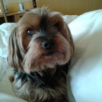 Das Bild zeigt den Hund eines unserer Kunden