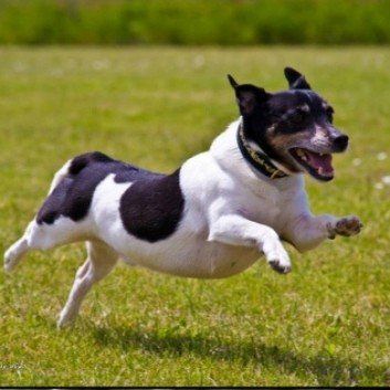 Das Bild zeigt den Hund eines unserer Kunden