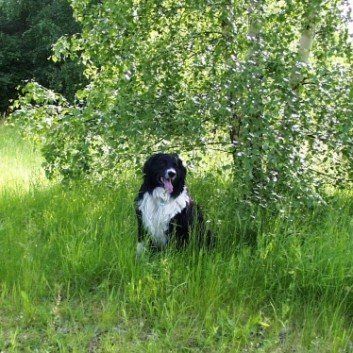 Das Bild zeigt den Hund eines unserer Kunden