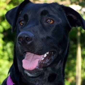 Das Bild zeigt den Hund eines unserer Kunden