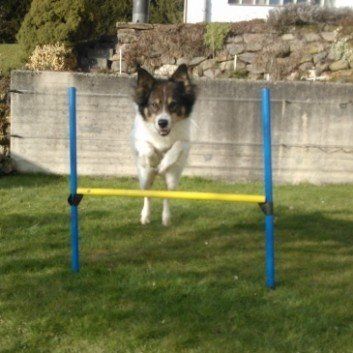 Das Bild zeigt den Hund eines unserer Kunden