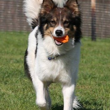 Das Bild zeigt den Hund eines unserer Kunden