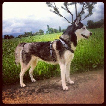 Das Bild zeigt den Hund eines unserer Kunden