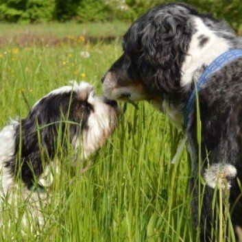 Das Bild zeigt den Hund eines unserer Kunden