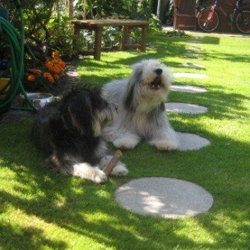 Das Bild zeigt den Hund eines unserer Kunden