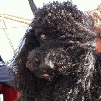 Das Bild zeigt den Hund eines unserer Kunden