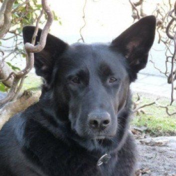 Das Bild zeigt den Hund eines unserer Kunden