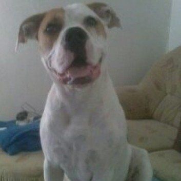 Das Bild zeigt den Hund eines unserer Kunden