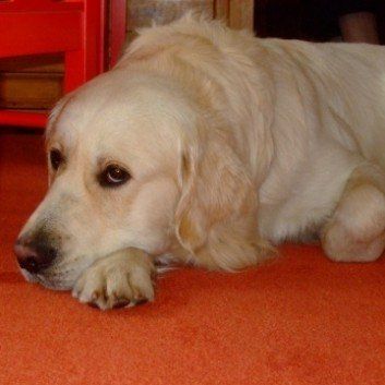 Das Bild zeigt den Hund eines unserer Kunden