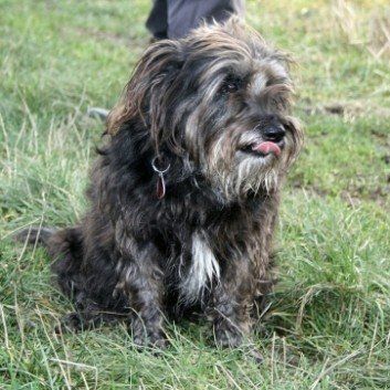 Das Bild zeigt den Hund eines unserer Kunden