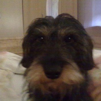 Das Bild zeigt den Hund eines unserer Kunden