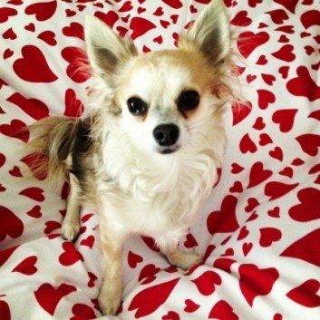 Das Bild zeigt den Hund eines unserer Kunden