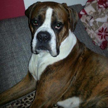 Das Bild zeigt den Hund eines unserer Kunden