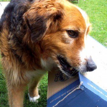 Das Bild zeigt den Hund eines unserer Kunden