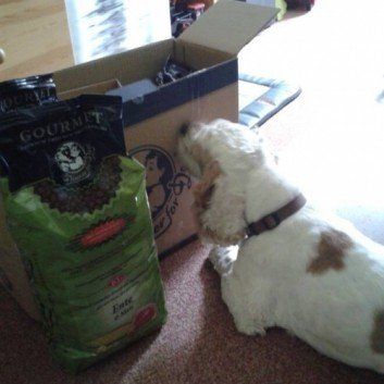 Das Bild zeigt den Hund eines unserer Kunden