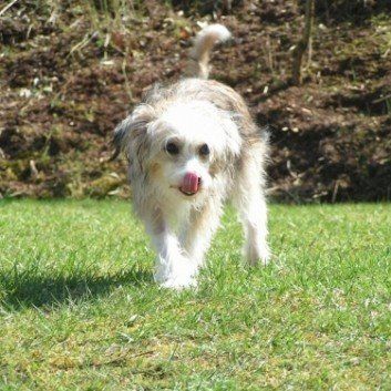 Das Bild zeigt den Hund eines unserer Kunden