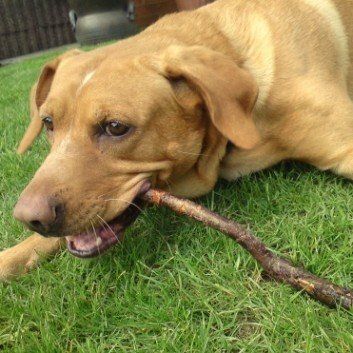 Das Bild zeigt den Hund eines unserer Kunden