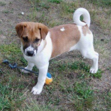 Das Bild zeigt den Hund eines unserer Kunden