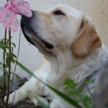 Das Bild zeigt den Hund eines unserer Kunden