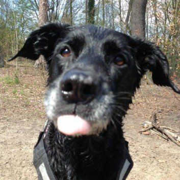 Das Bild zeigt den Hund eines unserer Kunden